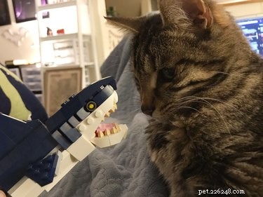 18 Unforgettable Pets That Have Captured the Internet