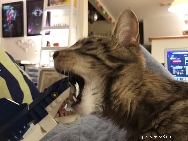 18 Unforgettable Pets That Have Captured the Internet