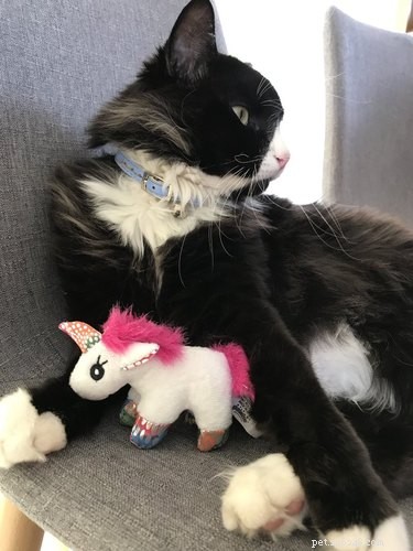 18 Unforgettable Pets That Have Captured the Internet