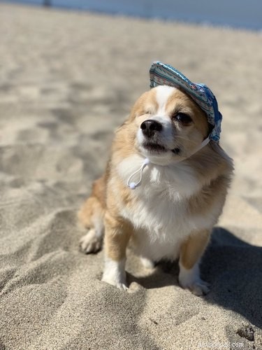 18 Unforgettable Pets That Have Captured the Internet