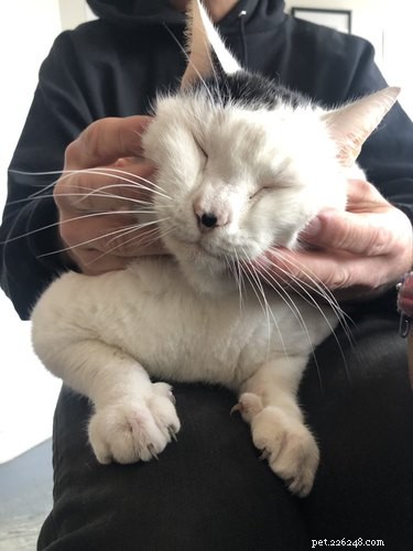 18 Unforgettable Pets That Have Captured the Internet