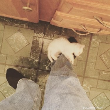 20 Real-Life Stories of Families Who Stubbornly Rejected Adding More Pets