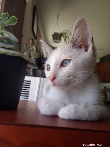 26 Adorable Baby Pets That Will Melt Your Heart