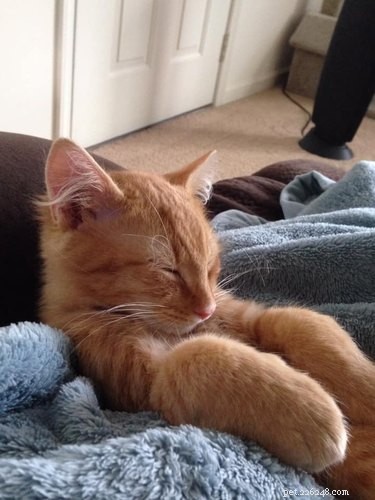 26 Adorable Baby Pets That Will Melt Your Heart