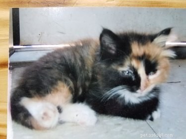 26 Adorable Baby Pets That Will Melt Your Heart