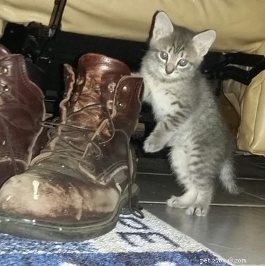 26 Adorable Baby Pets That Will Melt Your Heart