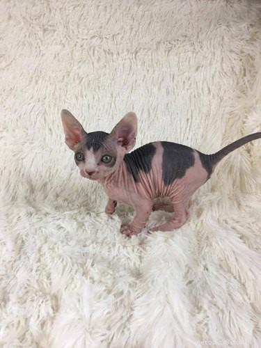 26 Adorable Baby Pets That Will Melt Your Heart
