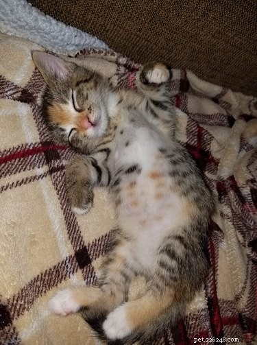 26 Adorable Baby Pets That Will Melt Your Heart