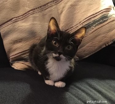 26 Adorable Baby Pets That Will Melt Your Heart