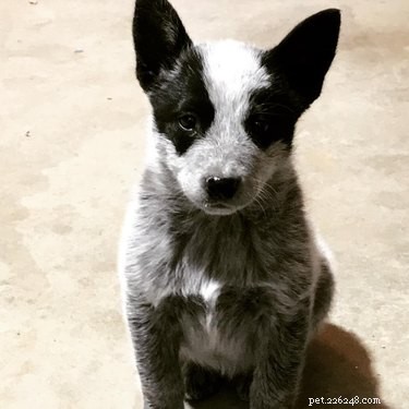 26 Adorable Baby Pets That Will Melt Your Heart