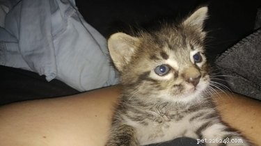 26 Adorable Baby Pets That Will Melt Your Heart