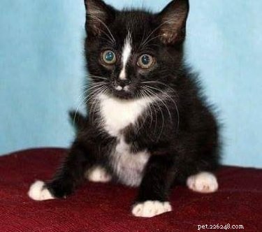 26 Adorable Baby Pets That Will Melt Your Heart