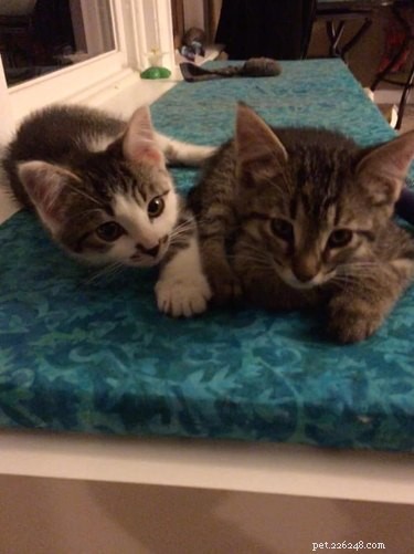 26 Adorable Baby Pets That Will Melt Your Heart