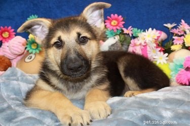 26 Adorable Baby Pets That Will Melt Your Heart