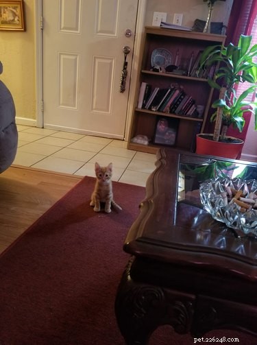 26 Adorable Baby Pets That Will Melt Your Heart