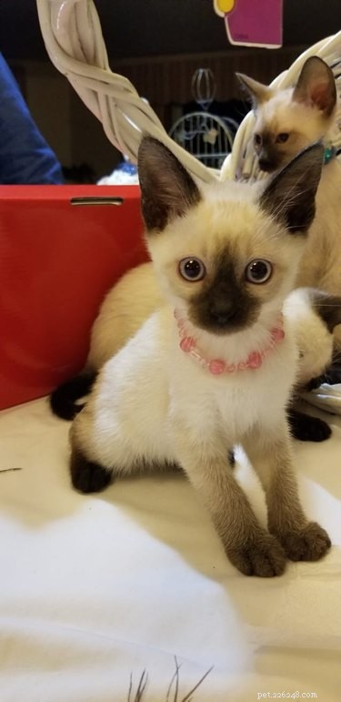 26 Adorable Baby Pets That Will Melt Your Heart