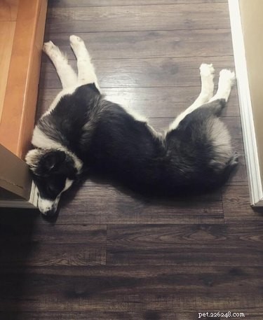 18 Remarkably Flexible Pets with Stretchy Spines