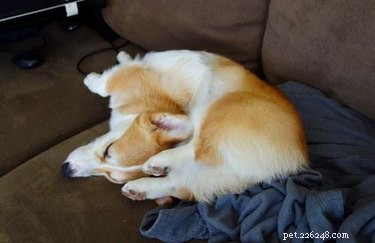 18 Remarkably Flexible Pets with Stretchy Spines