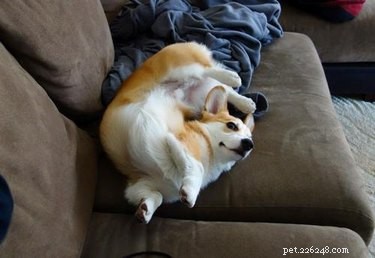 18 Remarkably Flexible Pets with Stretchy Spines