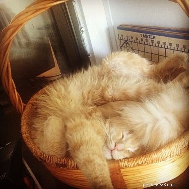 18 Remarkably Flexible Pets with Stretchy Spines