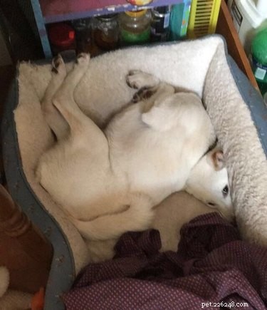 18 Remarkably Flexible Pets with Stretchy Spines