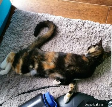 18 Remarkably Flexible Pets with Stretchy Spines