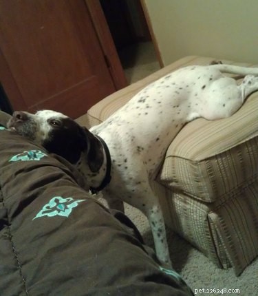 18 Remarkably Flexible Pets with Stretchy Spines