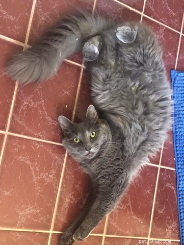 18 Remarkably Flexible Pets with Stretchy Spines