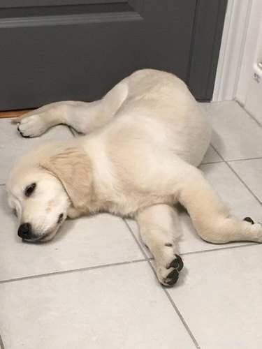 18 Remarkably Flexible Pets with Stretchy Spines