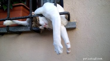 18 Remarkably Flexible Pets with Stretchy Spines