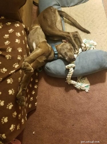 18 Remarkably Flexible Pets with Stretchy Spines