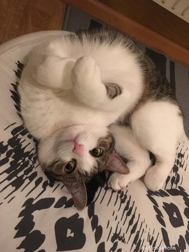 18 Remarkably Flexible Pets with Stretchy Spines