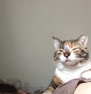 21 Pets  Stunning Imaginary Album Covers