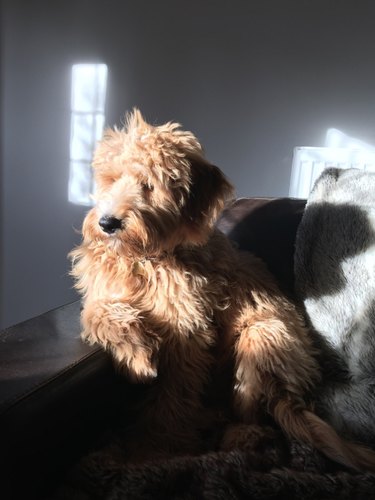 21 Pets  Stunning Imaginary Album Covers