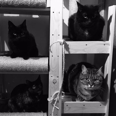 21 Pets  Stunning Imaginary Album Covers