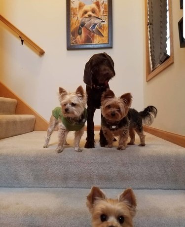 21 Pets  Stunning Imaginary Album Covers