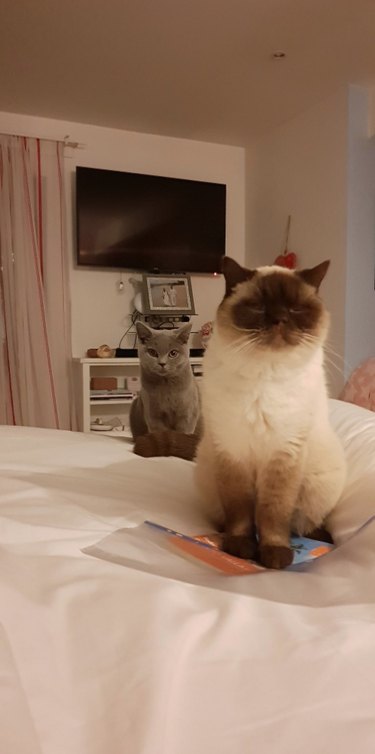 21 Pets  Stunning Imaginary Album Covers