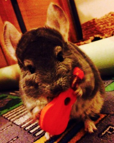 21 Pets  Stunning Imaginary Album Covers