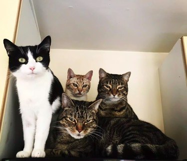 21 Pets  Stunning Imaginary Album Covers