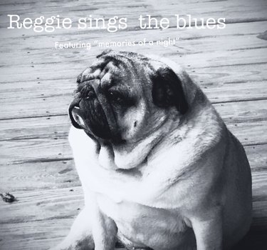 21 Pets  Stunning Imaginary Album Covers
