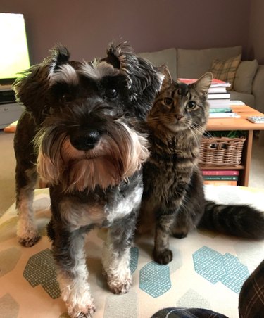 21 Pets  Stunning Imaginary Album Covers
