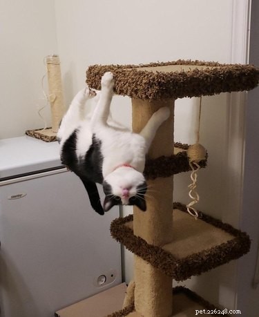 17 Delightful Pets That Will Warm Your Heart