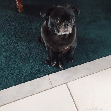 17 Delightful Pets That Will Warm Your Heart