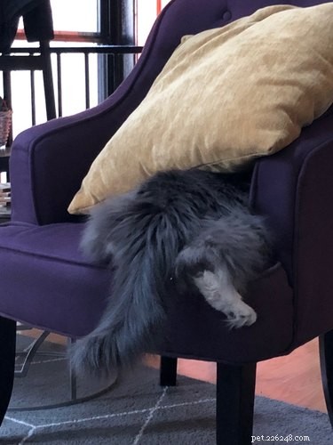 17 Delightful Pets That Will Warm Your Heart