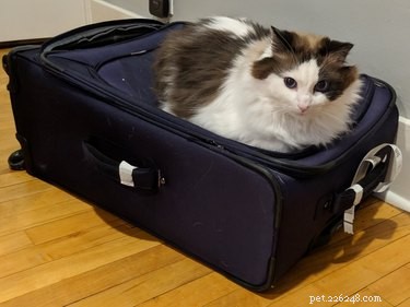 17 Delightful Pets That Will Warm Your Heart