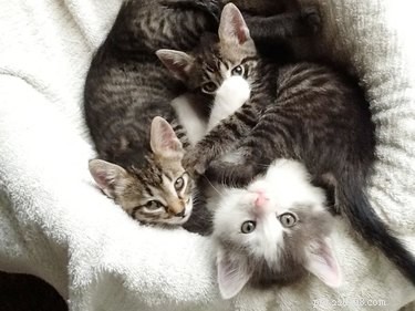 17 Delightful Pets That Will Warm Your Heart