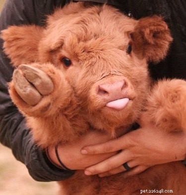 19 Adorable Farm Animals That Will Make You Crave Life on the Farm