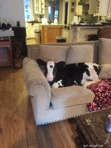 19 Adorable Farm Animals That Will Make You Crave Life on the Farm