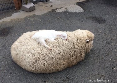 19 Adorable Farm Animals That Will Make You Crave Life on the Farm