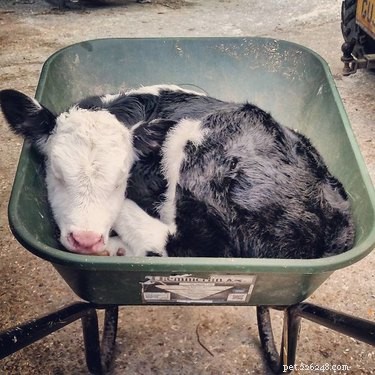 19 Adorable Farm Animals That Will Make You Crave Life on the Farm